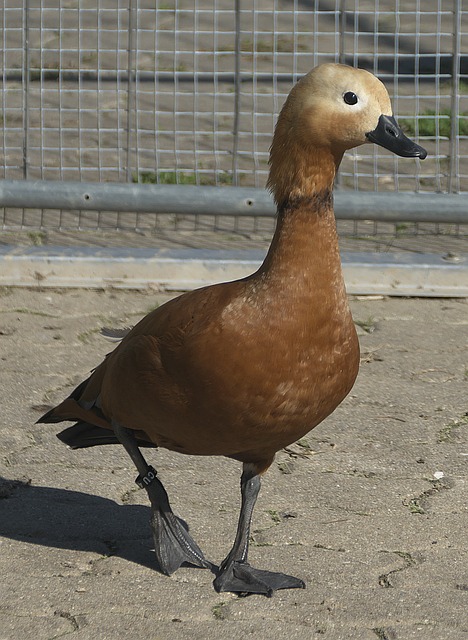 嗅觉和强大